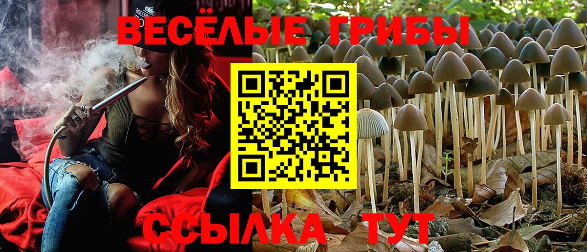 Псилоцибиновые грибы Psilocybine cubensis Глазов